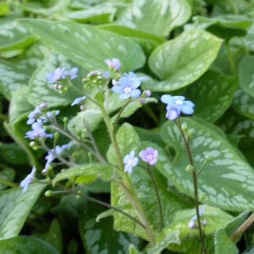 Myosotis du Caucase Emerald Mist - Willemse