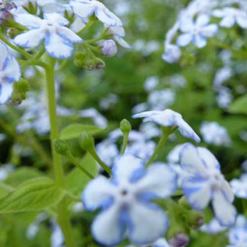 Myosotis du Caucase Jennifer - Willemse