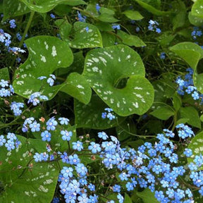 Myosotis du Caucase Langtrees - Willemse