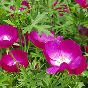 Mauve-pavot Faux-pavot à involucres - Willemse