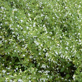 Calament népéta Weisser Riese - Willemse