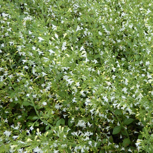 Calament népéta Weisser Riese - Willemse