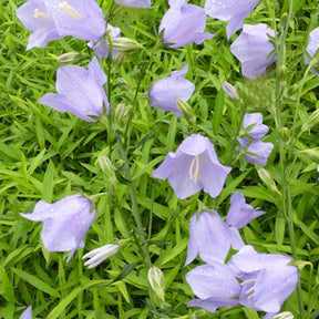 3 Campanules à feuille de pêcher Telham Beauty - Willemse
