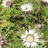 Carline acaule - Willemse