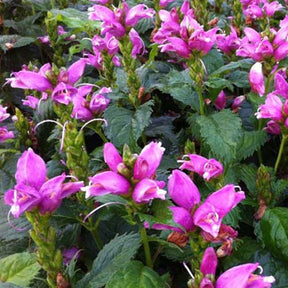 Galane de Lyon Hot Lips - Willemse