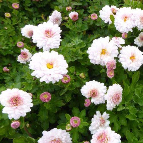 3 Chrysanthèmes des jardins Julia - Willemse