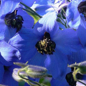 Delphinium Finsteraarhorn - Willemse