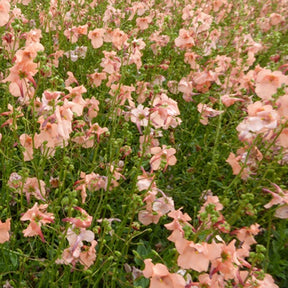 Diascie Blackthorn Apricot - Willemse