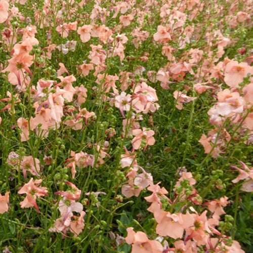 Diascie Blackthorn Apricot - Willemse