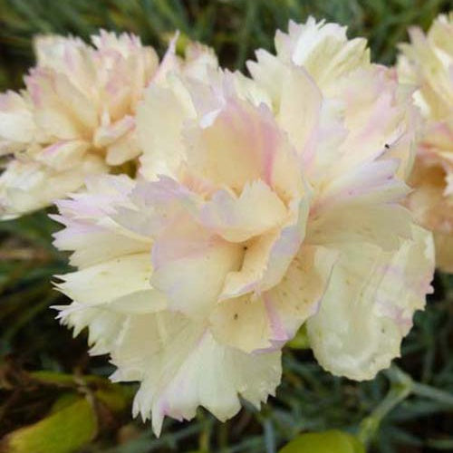 3 Oeillets mignardise Devons Cream - Willemse