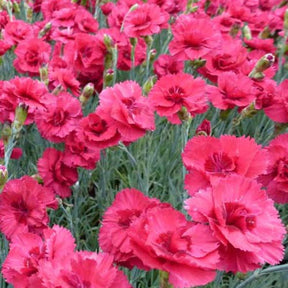 3 Oeillets mignardise Munot - Willemse