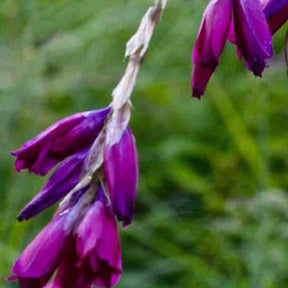 Canne à pêche des anges Dark Cerise - Willemse