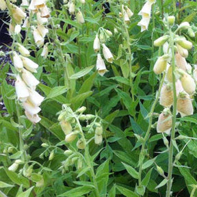 3 Digitales à grandes fleurs - Willemse