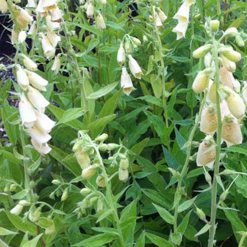 3 Digitales à grandes fleurs - Willemse