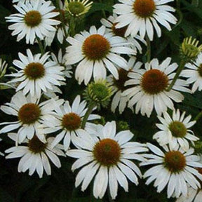 Rudbeckia Avalanche Echinacée pourpre - Willemse