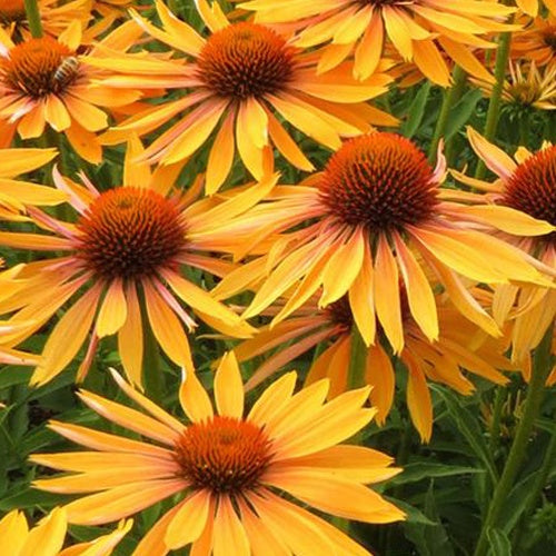 Echinacée pourpre Big Kahuna - Willemse
