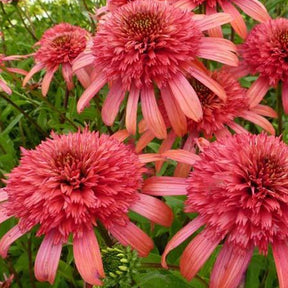 Echinacée Secret Passion - Willemse