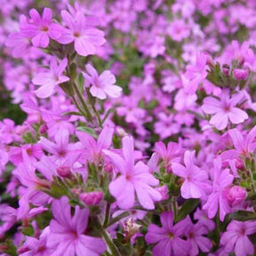 3 Erines des Alpes - Willemse