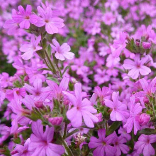 3 Erines des Alpes - Willemse