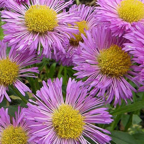 Erigeron Foersters Liebling - Willemse