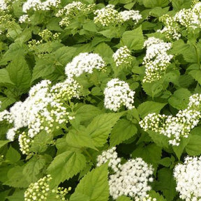 Eupatoire à feuilles molles Braunlaub - Willemse