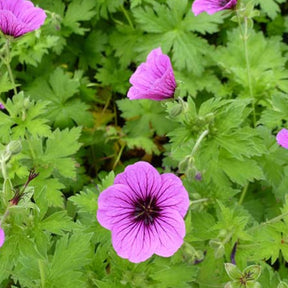Géranium d'Arménie Bressingham Flair - Willemse