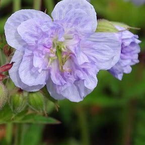 Géranium des prés Cloud Nine - Willemse