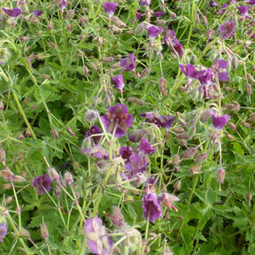 Géranium brun Golden Spring à feuilles dorées - Willemse