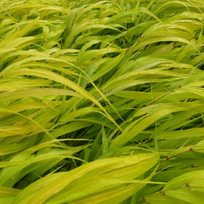 Brouillard Pink Festival Gypsophile Pink Festival - Willemse