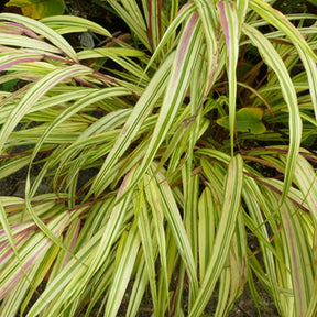 Gypsophile hybride White Festival - Willemse