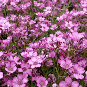 3 Gypsophiles rampant Rosa Schönheit - Willemse