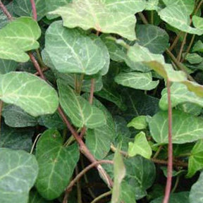 3 Lierres Woerner - Willemse