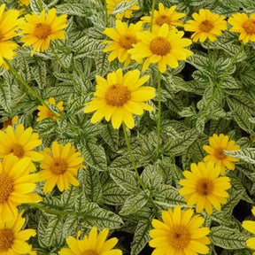 Héliopside fausse hélianthe Loraine Sunshine - Willemse