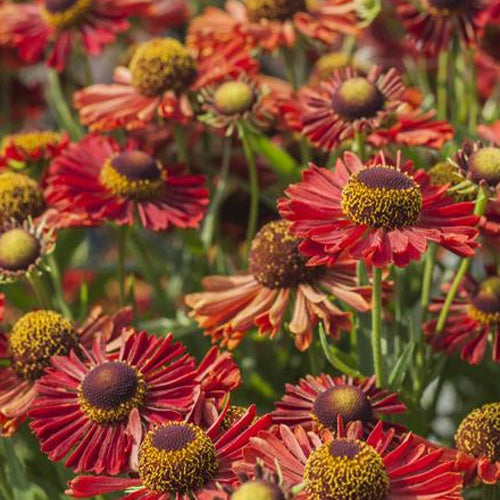 Hélénie Ranchera - Willemse