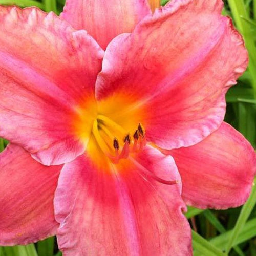 Hémérocalle South Seas Lys d'un jour - Willemse