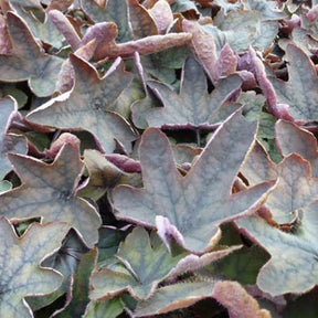 Heuchèrelle Art Deco - Willemse