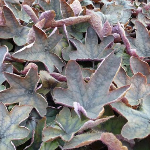 Heuchèrelle Art Deco - Willemse