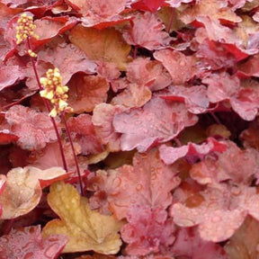 Heuchère Blondie in Lime - Willemse