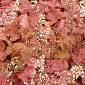 Heucherella Redstone Falls - Willemse