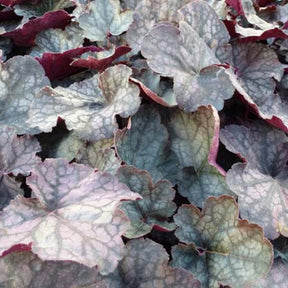 Heuchère Velvet Night - Willemse