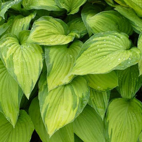 Hosta à feuilles jaunes Albopicta - Willemse