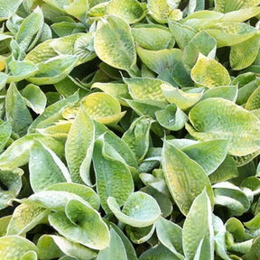 Hosta Abiqua Ariel - Willemse