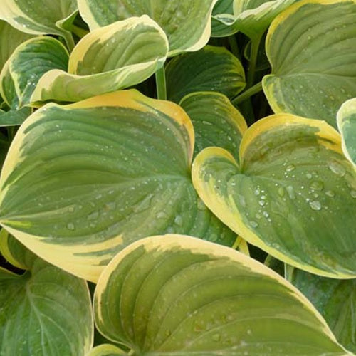 Hosta Clifford's Forest Fire Funkia - Willemse