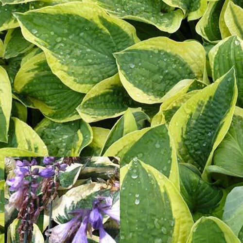 Hosta Mama Mia Funkia - Willemse