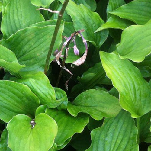 Hosta Purple Dwarf Funkia - Willemse
