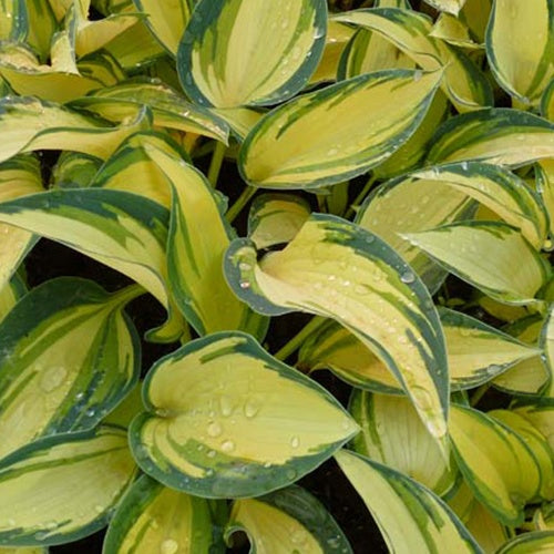Hosta Remeber me Funkia - Willemse