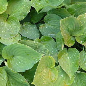Hosta Special Gift Funkia - Willemse
