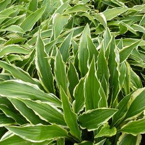 Hosta Stiletto Funkia - Willemse
