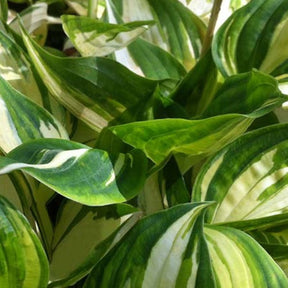 Hosta Warwick Delight Funkia - Willemse