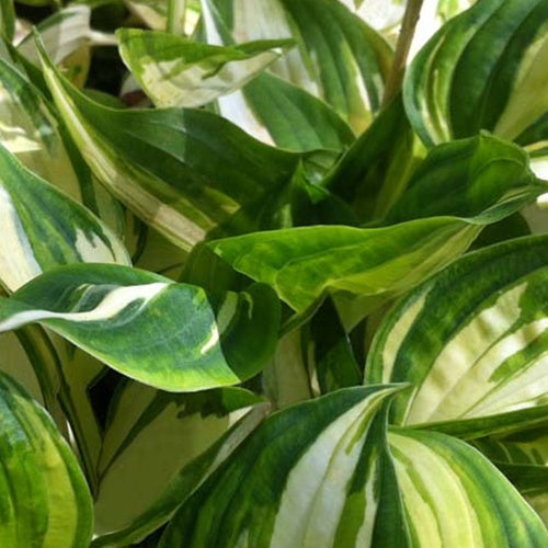Hosta Warwick Delight Funkia - Willemse